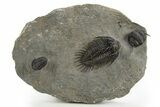 Spiny Comura Trilobite - Ofaten, Morocco #311513-1